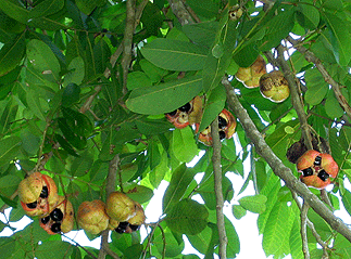ACKEE AND SALTFISH (COD) RECIPE