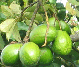 Jamaican Food Recipes