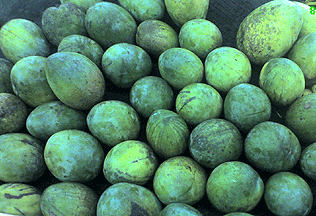 mangoes