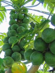 Jamaican Fruits