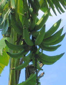 JAMAICAN VEGETABLE RUNDOWN