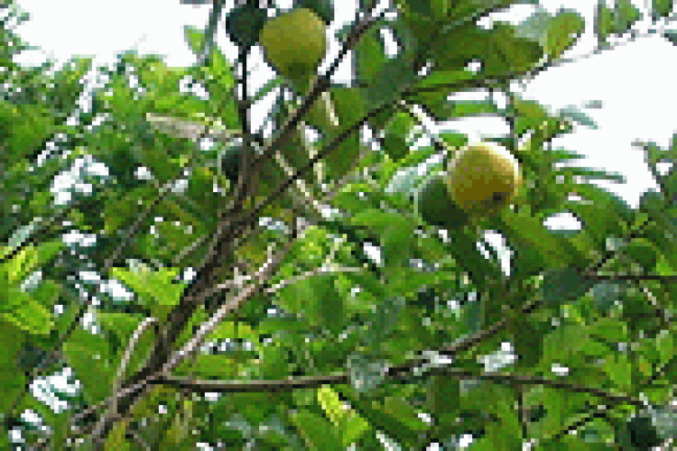 	 guavas