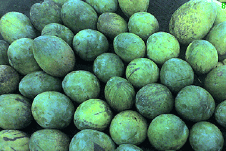 mangoes