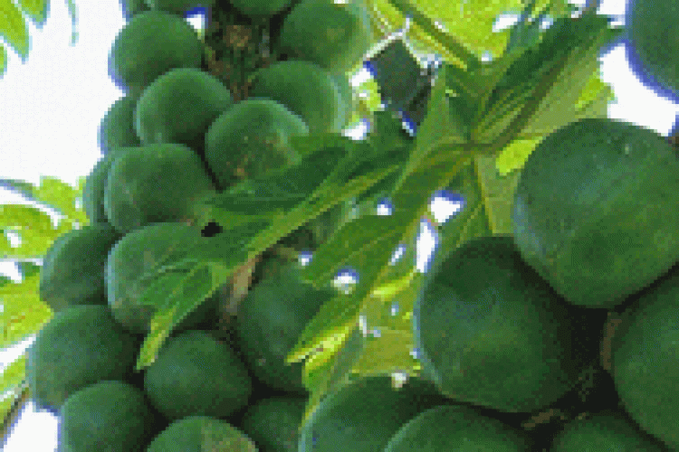 Jamaican Fruits