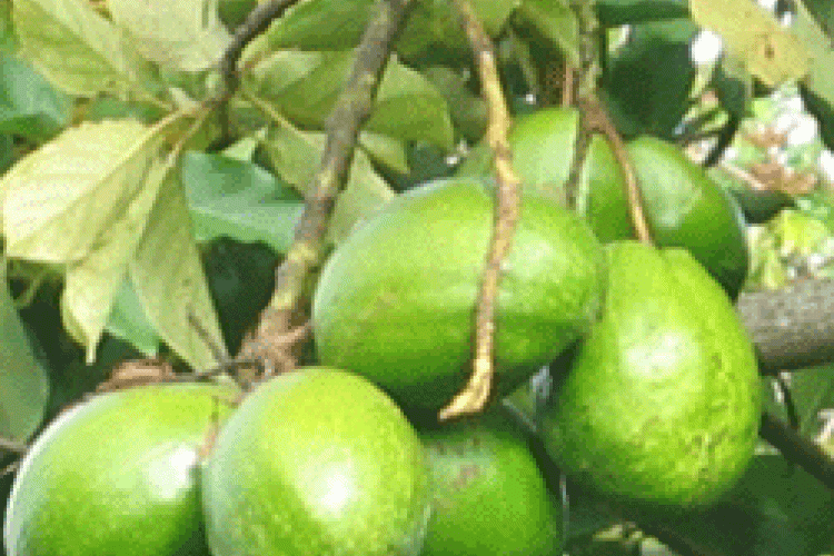 Jamaican Food Recipes