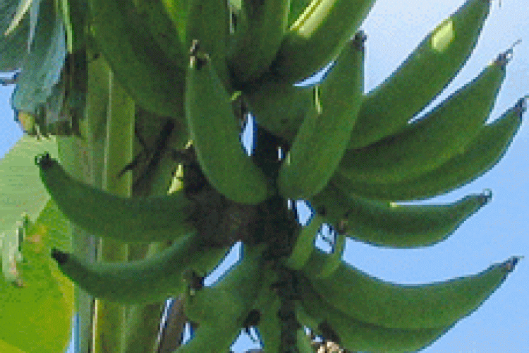 JAMAICAN VEGETABLE RUNDOWN