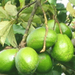 Jamaican Food Recipes