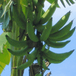 JAMAICAN VEGETABLE RUNDOWN